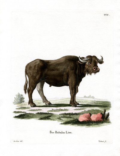 Water Buffalo by German School