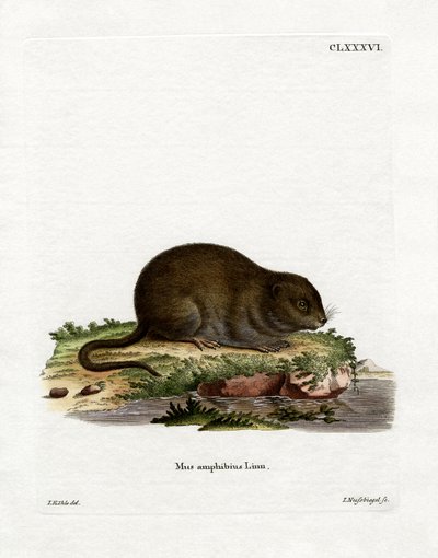 Water Rat by German School