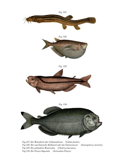 Weather Loach by German School