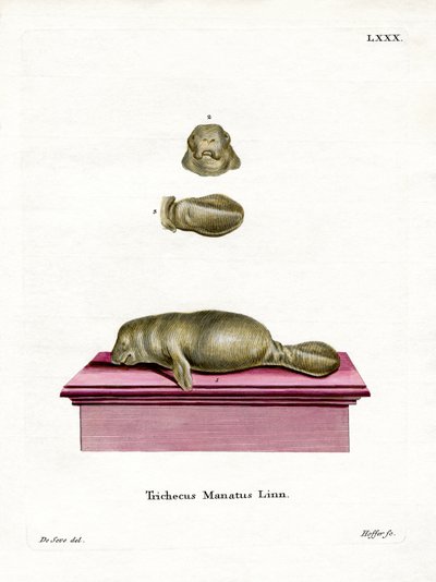 West Indian Manatee by German School