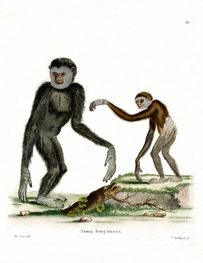 White-handed Gibbon by German School