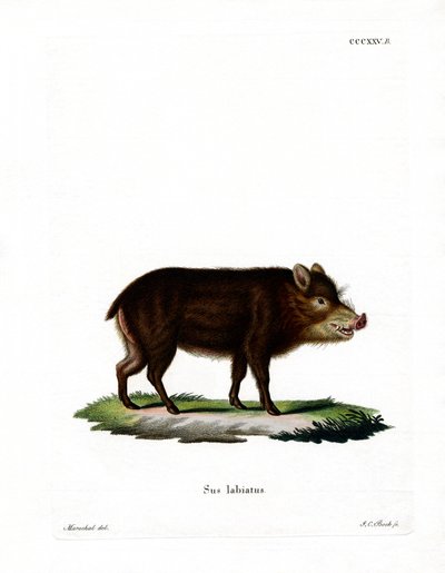 White-lipped Peccary by German School