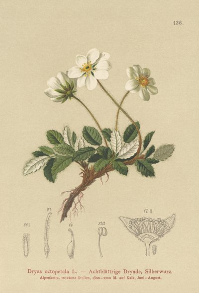 White Dryas by German School