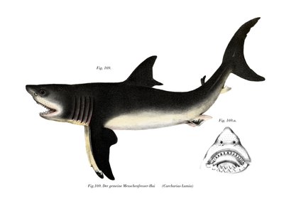 White Shark by German School