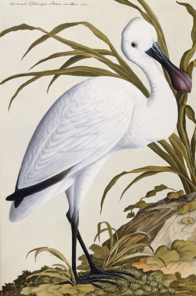 White Spoon Bill, 1750-1800 by German School