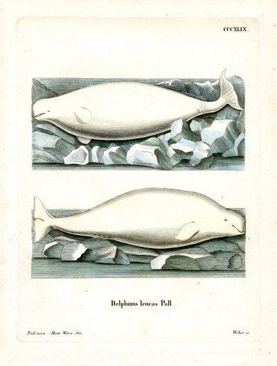 White Whale by German School