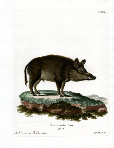 Wild Boar by German School