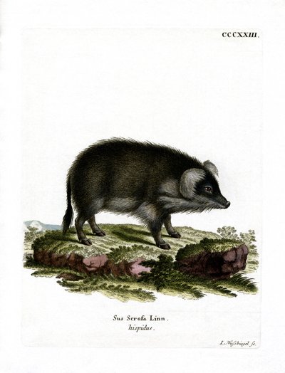 Wild Boar by German School