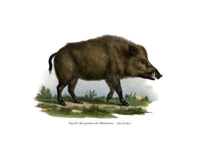 Wild Boar by German School