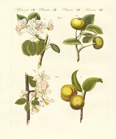 Wild kinds of fruits by German School