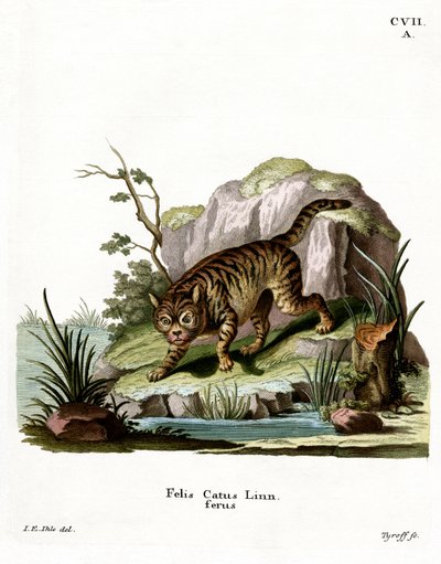 Wildcat by German School