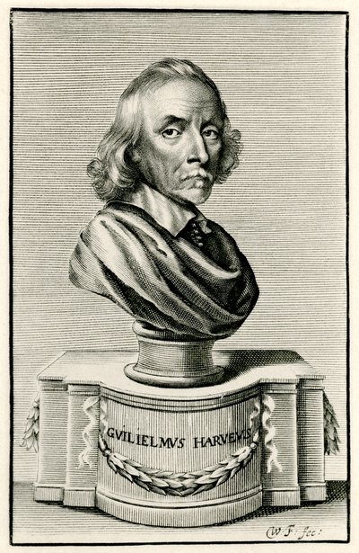 William Harvey by German School