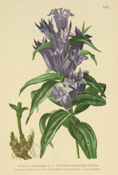 Willow Gentian by German School