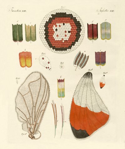Wing of a Butterfly by German School