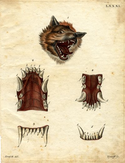 Wolf by German School