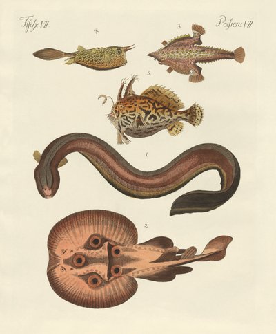 Wonderful fish by German School