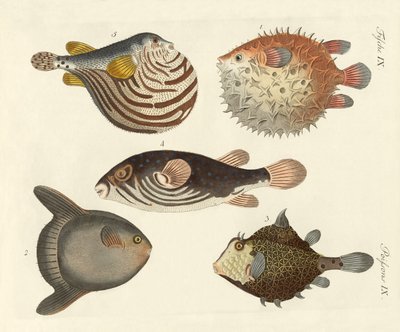 Wonderful Fish by German School