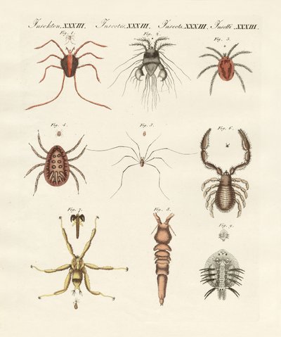 Wonderful insects by German School