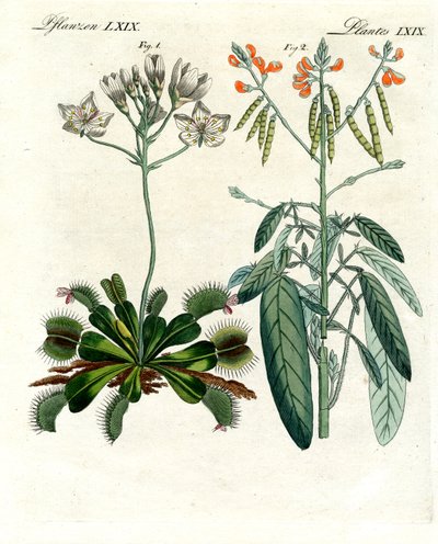 Wonderful Plants by German School