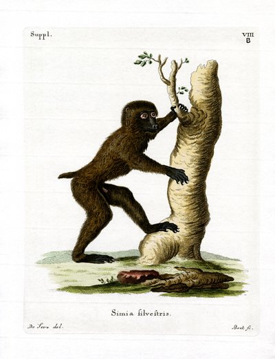Wood Baboon by German School