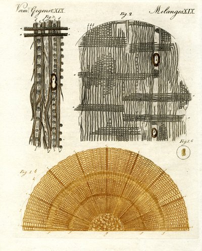 Wood Anatomy by German School