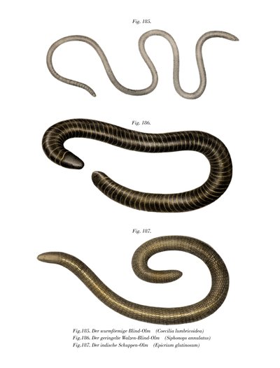 Wormlike Caecilia by German School