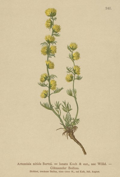 Wormwood by German School