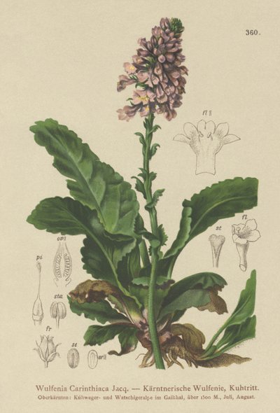 Wulfenia by German School