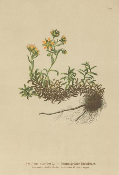 Yellow Mountain Saxifrage by German School