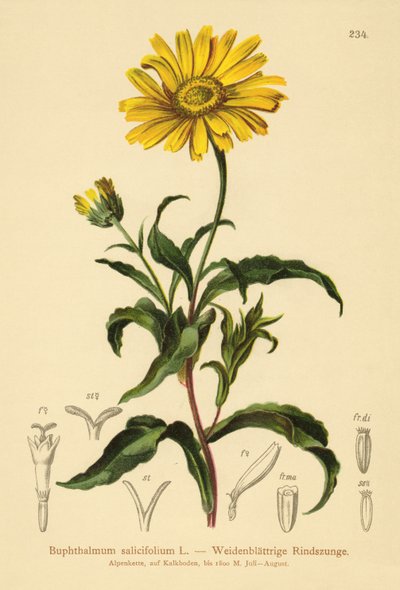 Yellow Ox-eye by German School