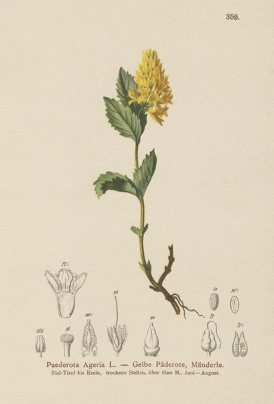 Yellow Paederota by German School