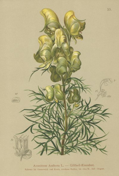 Yellow Monkshood by German School