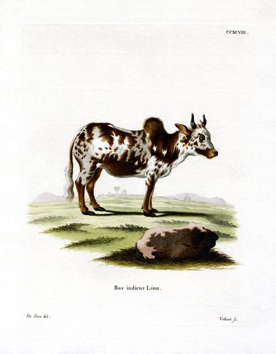Zebu by German School