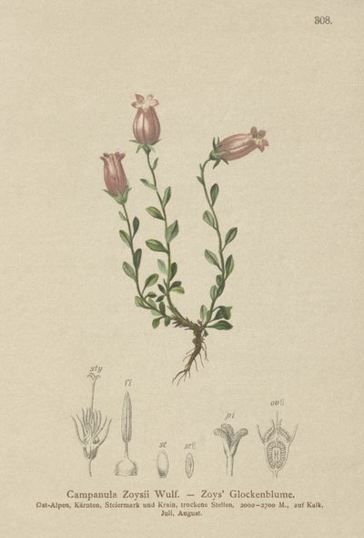 Zois Bellflower by German School