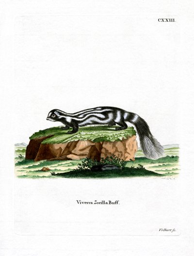 Zorilla by German School