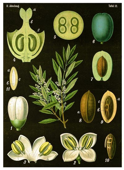 Olive by German School