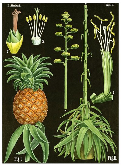 Pineapple by German School