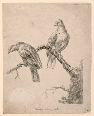 Two Birds on a Branch by Gilles Demarteau