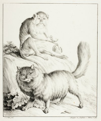 Cat and Monkey by Gottfried Engelmann