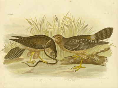 Allied Harrier or Spotted Harrier by Gracius Broinowski