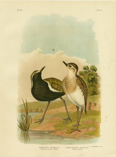 Australian Golden Plover Or Pacific Golden-Plover, 1891 by Gracius Broinowski
