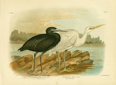Blue Reef Heron, 1891 by Gracius Broinowski