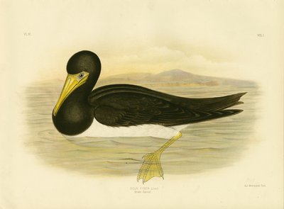 Brown Gannet by Gracius Broinowski