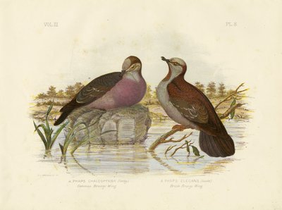 Common Bronzewing by Gracius Broinowski