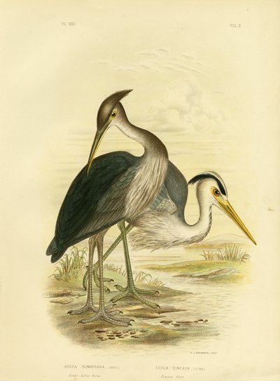 Great-Billed Heron or Dusky-Grey Heron by Gracius Broinowski