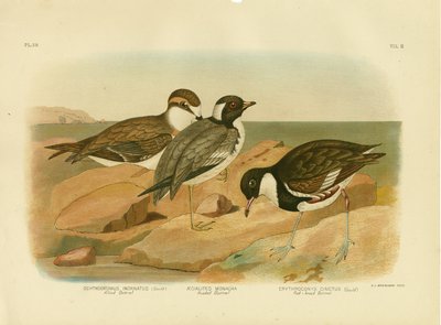 Hooded Dotterel by Gracius Broinowski