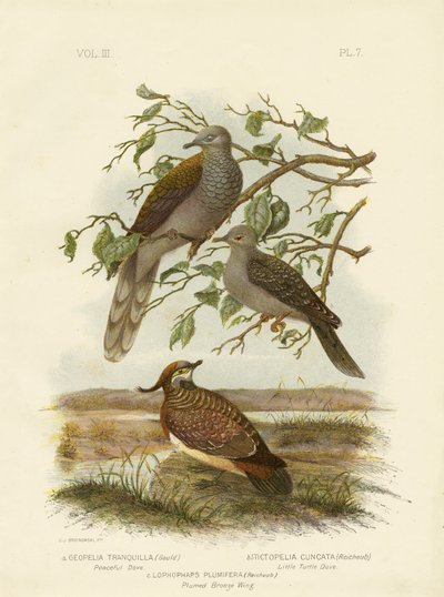 Peaceful Dove by Gracius Broinowski
