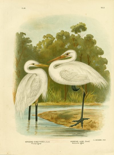 Plumed Egret or Intermediate Egret, 1891 by Gracius Broinowski