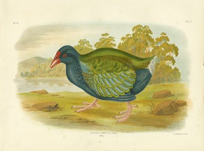Takahe, 1891 by Gracius Broinowski