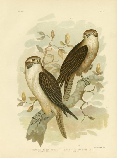 Western Brown Hawk by Gracius Broinowski